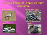 Птицы, занесённые в Красную книгу Казахстана. Журавль-красавка Большой пёстрый дятел Лебедь Глухарь