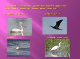 Характерной особенностью фауны птиц является присутствие значительного количества южных видов, таких как : Кудрявый пеликан Большой баклан Колпица Большая белая цапля