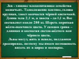 Лев - хищное млекопитающее семейства кошачьих. Телосложение плотное, голова крупная, хвост кончается чёрной кисточкой. Длина тела 2,1 м, а хвоста – до 1,1 м. Вес составляет около 280 кг. Шерсть короткая жёлто-песочного цвета. У самцов грива – длинная и косматая светло-жёлтого или чёрного цвета.  Льв