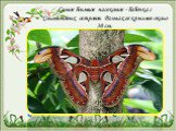 Самое большое насекомое - бабочка с Соломоновых островов. Размах ее крыльев около 30 см.