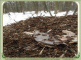 Немного позже, с таянием снега, просыпаются и одни из главных тружеников леса – муравьи. Как только снег сходит с муравейника, эти насекомые выбираются на его поверхность, чтобы погреться на солнышке. А дерновые муравьи просыпаются только после того, как почва немного прогреется.