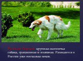Русская борзая- крупная охотничья собака, грациозная и изящная. Разводится в России уже несколько веков.