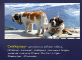 Сенбернар- крупная служебная собака. Особенно знаменит сенбернар по кличке Барри, живший в начале 19 века. Он спас в горах Швейцарии 40 человек.