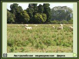 Австралийская овцеводческая ферма