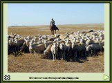 Отгонно-пастбищное овцеводство