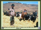 Выпас крупного рогатого скота в традиционном африканском хозяйстве