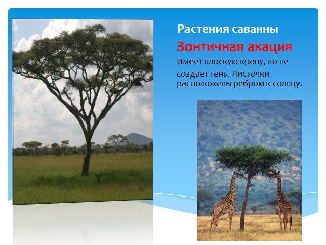 Приспособление животных в саванне. Растения саванны и редколесья Африки. Растительный мир саванн и редколесий в Африке. Приспособление растений в саванне. Типичные растения саванны.