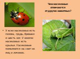 Чем насекомые отличаются от других животных? У всех насекомых есть голова, грудь, брюшко и шесть ног. У многих насекомых есть крылья. Насекомые появляются на свет из яиц и личинок.