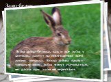 Заяц-беляк — это травоядное животное…. Зайцы-беляки не имеют проблем с питанием. Весной и летом питаются зеленой трав- кой, молодыми побегами, перегрызая их своими острыми, широкими зубами-резцами. Из близлежащих лесов делают набеги на дачи за капустой и морковкой. Поздней осенью и зимой едят кору к