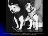 17. Для того чтобы исследовать космос - первыми отправили в полет собак: Белку и Стрелку. После полета они благополучно вернулись на Землю.