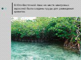 В Юго-Восточной Азии на месте мангровых зарослей были созданы пруды для разведения креветок.