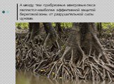 А между тем прибрежные мангровые леса являются наиболее эффективной защитой береговой зоны от разрушительной силы цунами.