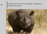 В результате сильно пострадала численность чёрного носорога.