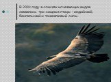 В 2004 году в списках исчезающих видов оказались три хищные птицы - индийский, бенгальский и тонкоклювый сипы.