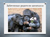 Заботливые родители шимпанзе