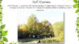 Дуб Пугачева . Дуб Пугачёва — крупный дуб, произрастающий на территории «Кленовой Горы» в 1 км от озера Конан-Ер. В апреле 2013 дереву был присвоен статус памятника живой природы .