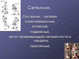 Сагвиник. Сангвиник – человек уравновешенный, активный, подвижный, легко переживающий неприятности и неудачи, практичный.