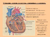 Строение сердца и сосуды, связанные с сердцем. Строение сердца соответствует его функции. Оно разделено сплошной перегородкой на две части – левую и правую. Каждая часть сердца разделена на два сообщающихся друг с другом отдела: верхний – предсердие и нижний - желудочек.