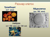 Размер клеток Тромбоцит (2-7 мкм). Яйцеклетка (до 160 мкм). Нейрон (от 150 мкм до 120 см)