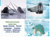 Млекопитающие животные представлены белым медведем, моржом, тюленем, нарвалом, китом и белухой