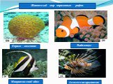 Животный мир коралловых рифов. Коралл - мозговик Рыба-клоун. Мавританский идол. Антенная крылатка