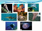 Определите какие животные перед вами. Излагаемый материал предназначен для ознакомления учащихся среднего и старшего школьного возраста с экологических датой Международного уровня «Всемирный день океанов».