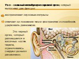 Ухо — сложный вестибулярно-слуховой орган, который выполняет две функции: воспринимает звуковые импульсы отвечает за положение тела в пространстве и способность удерживать равновесие. Это парный орган, который размещается в височных костях черепа, ограничиваясь снаружи ушными раковинами.