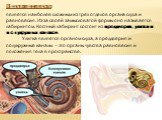 Внутреннее ухо. является наиболее сложным из трех отделов органа слуха и равновесия. Из-за своей замысловатой формы оно называется лабиринтом. Костный лабиринт состоит из преддверия, улитки и полукружных каналов. Улитка является органом слуха, а преддверия и полукружные каналы – это органы чувства р