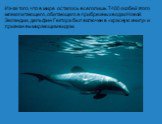Из-за того, что в мире осталось всего лишь 7400 особей этого млекопитающего, обитающего в прибрежных водах Новой Зеландии, дельфин Гектора был включен в «красную книгу» и признан вымирающим видом.