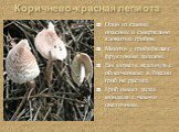 Коричнево-красная лепиота. Один из самых опасных и смертельно ядовитых грибов. Мякоть у гриба белая с фруктовым запахом. Вы можете вздохнуть с облегчением: в России гриб не растёт. Гриб имеет запах миндаля с чем-то цветочным.
