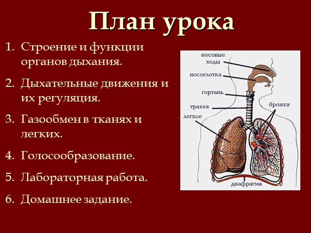 Биология презентация 8 класс дыхание