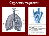 Строение гортани.