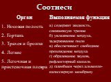 Орган 1. Носовая полость 2. Гортань 3. Трахея и бронхи 4. Легкие 5. Легочная и пристеночная плевра. Выполняемая функция а) содержит жидкость, снижающую трение б) увлажнение воздуха, задерживание пыли в) обеспечивает свободное прохождение воздуха г) образование звуков, рефлекторный кашель д) газообме