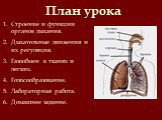 План урока. Строение и функции органов дыхания. Дыхательные движения и их регуляция. Газообмен в тканях и легких. Голосообразование. Лабораторная работа. Домашнее задание.