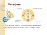 Метафаза. Нити веретена деления прикрепляются к центромерам Хромосомы располагаются в районе экватора клетки