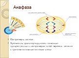 Анафаза. Центромеры делятся Хроматиды транспортируются с помощью прикрепленных к центромерам нитей веретена деления к противоположным полюсам клетки