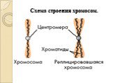 Схема строения хромосом.