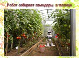 Робот собирает помидоры в теплице