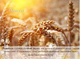 Пшеница. Пшеница – очень древнее зерно, его употребляют в пищу около 12000 лет. Считается, что родиной пшеницы является юго-западная часть Азии.