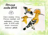 Птица года 2016. Союз охраны птиц России каждый год выбирает птицу года. В 2016 году этот «титул» получил удод.