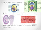 Цитология – наука о клетке. Гистология – наука, изучающая ткани организмов. Физиология – наука, изучающая функции живых организмов.