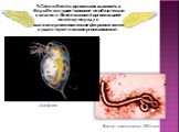 9.Способность организмов выживать в борьбе за существование не обязательно связана с более высокой организацией, поэтому наряду с высокоорганизованными формами жизни существуют и низкоорганизованные. Дафния. Вирус лихорадки Эбола