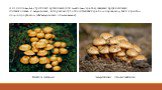 А из числа высших грибных организмов (или шляпочных грибов) самыми вредоносными считают опёнки и чешуйчатки, которые могут относиться как к грибам-паразитам, так и к грибам полу-сапрофитам (как чешуйчатка обыкновенная). Опёнок летний. Чешуйчатка обыкновенная
