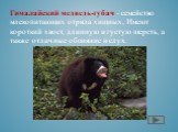 Гималайский медведь-губач - семейство млекопитающих отряда хищных, Имеют короткий хвост, длинную и густую шерсть, а также отличные обоняние и слух.