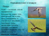 Передвижение в воздухе. Полёт — основной способ передвижения большинства видов птиц, помогающий им искать пищу, мигрировать и спасаться от хищников. Некоторые птицы неспособны к полету. Другими способами являются хождение и бег по земле, лазанье по деревьям, плавание. Птицы