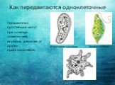 Как передвигаются одноклеточные. Передвигаться простейшие могут при помощи ложноножек, жгутиков, ресничек и других приспособлений. Инфузория туфелька. Амёба Эвглена зелёная