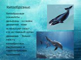 Китообразные. Китообразные (кашалоты , дельфины ) в своём движении тоже используют хвост , это их главный орган движения . Только , хвост у китообразных расположен в горизонтальном положении .