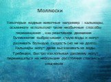 Моллюски. Некоторые водные животные например : кальмары, осьминоги используют такие необычные способы перемещения , как реактивное движение . Головоногие выбрасывают струю воды и могут развивать большую скорость (но не на долго). Кальмары могут даже выскакивать из воды. Гребешки, быстро захлопывая р