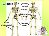 Скелет кости черепа рёбра позвоночник тазовые кости. кости конечностей