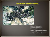 Домен: Эукариоты Царство: Животные Тип: Стрекающие Класс: Коралловые полипы Отряд: Чёрные кораллы. Кустистый черный коралл